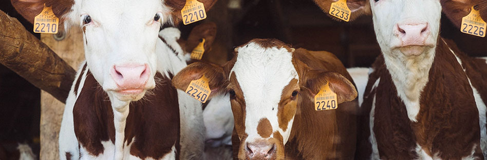 Medicamentos de uso veterinarios