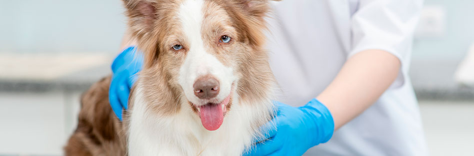 atencion veterinaria
