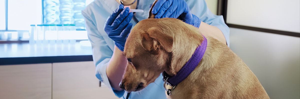 La AEMPS informa de la detección de un defecto de calidad en el medicamento Telmin Unidia 200 mg comprimidos para razas medianas y grandes perros