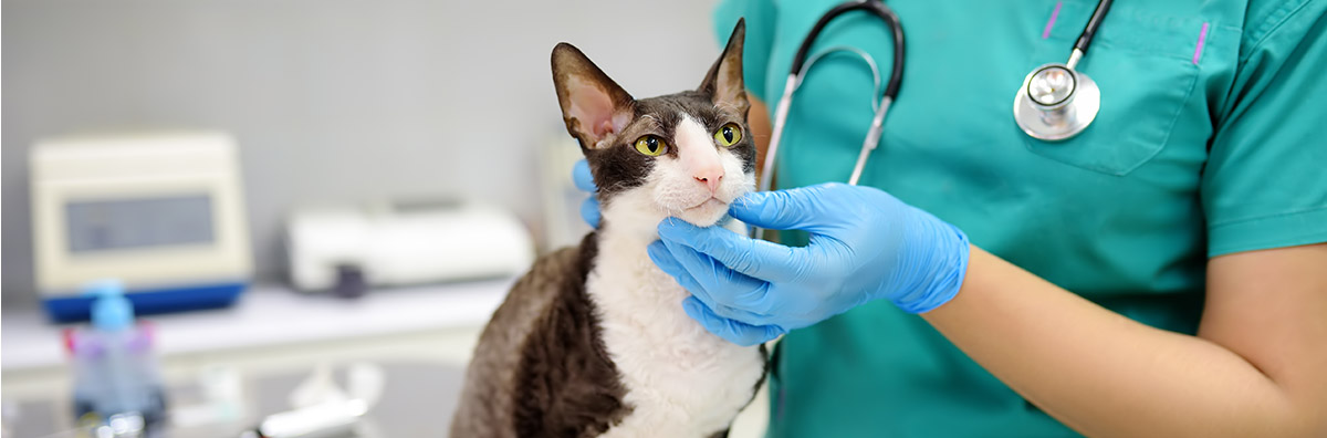 La AEMPS informa sobre el uso correcto del medicamento veterinario Senvelgo 15 mg/ml solución oral para gatos