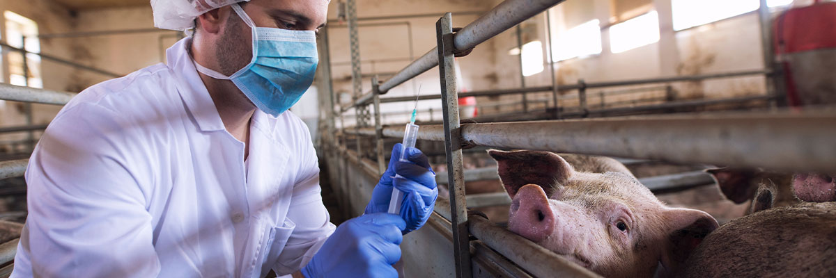 Veterinario
