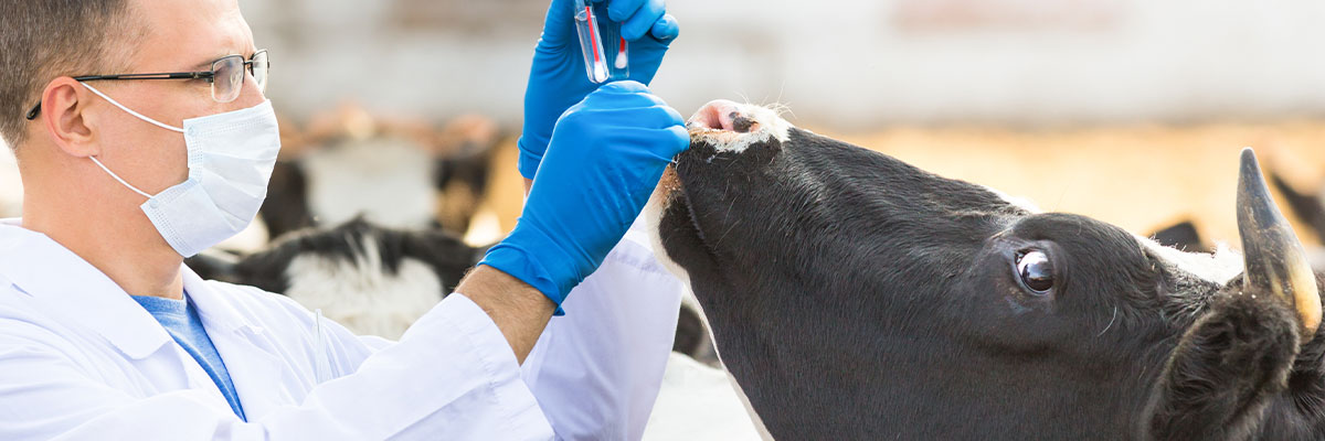 explotacion vacas