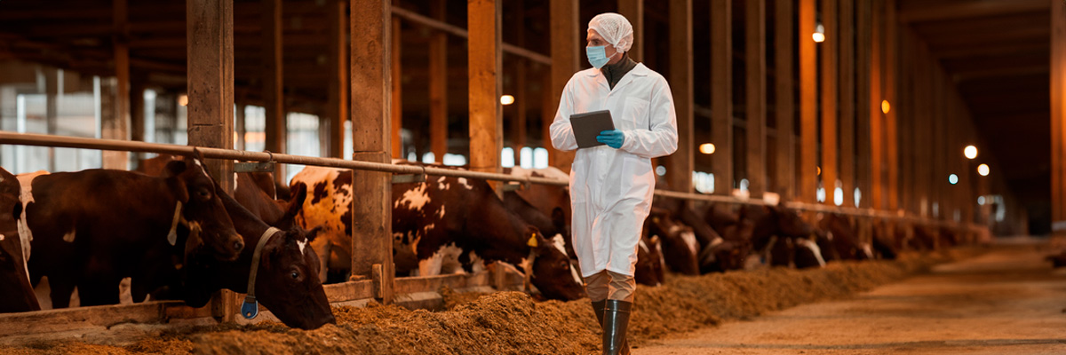 Veterinario controlando una explotación ganadera de vacas