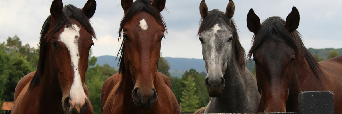 Defecto de calidad en GENTA-EQUINE