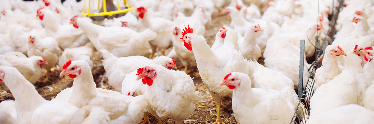 Publicado el Informe Anual sobre Farmacovigilancia Veterinaria