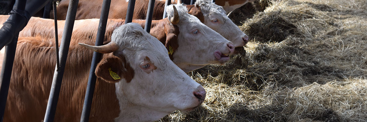 Explotación de vacas, uno de los animales afectados por la enfermedad hemorrágica epizoótica