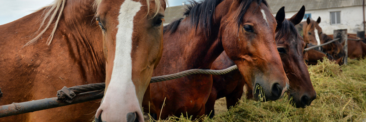 Defecto de calidad en medicamento veterinario Anesketin