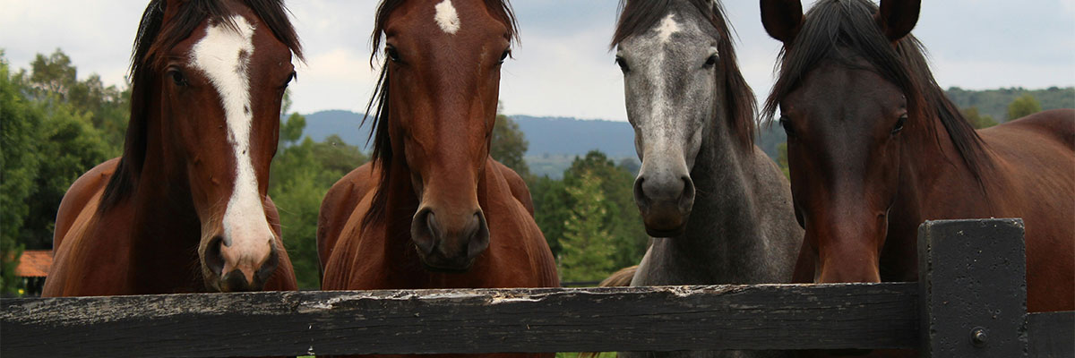 caballos