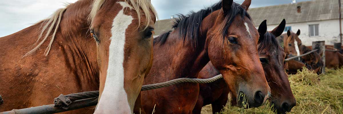 portada caballos