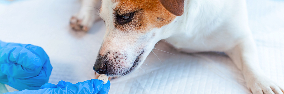 Acontecimientos adversos en animales por hormonas de uso humano