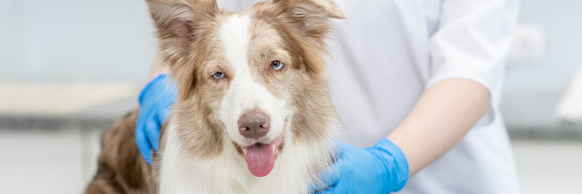 portada med vet perro