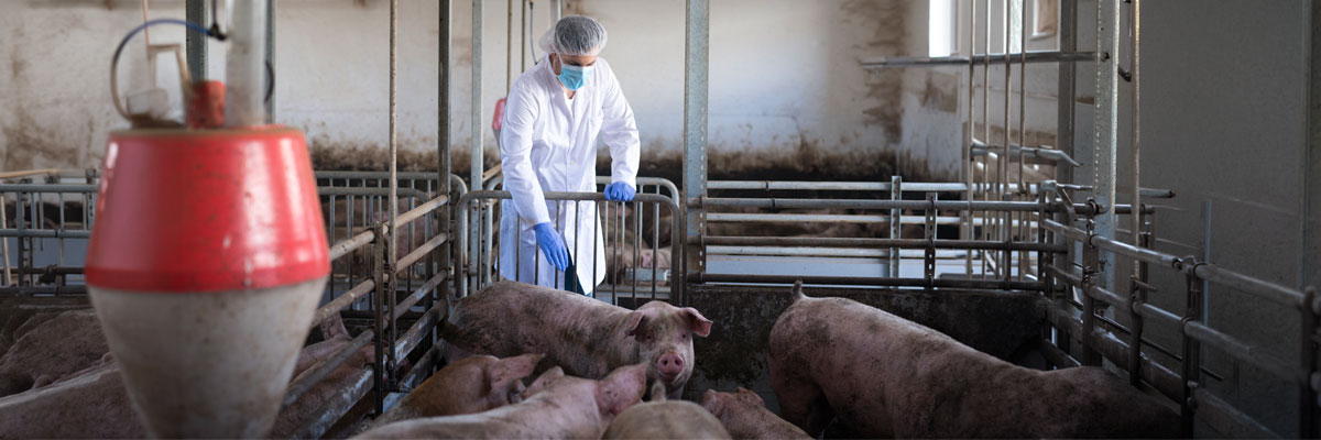 Veterinario en explotación ganadera