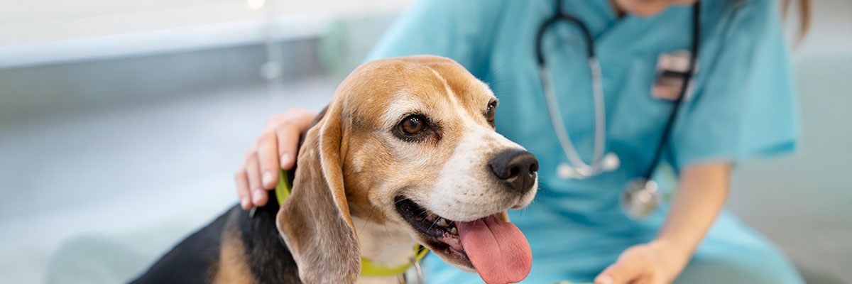 Imagen de un perro en el veterinario