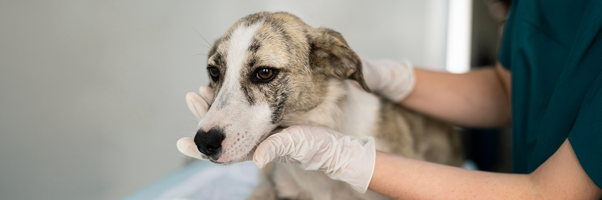 Retirada de un lote de Tessie 0,3 mg/ml para perros