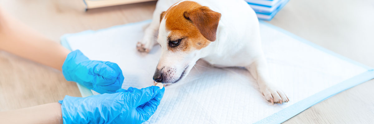 Administración de un medicamento oral a un perro