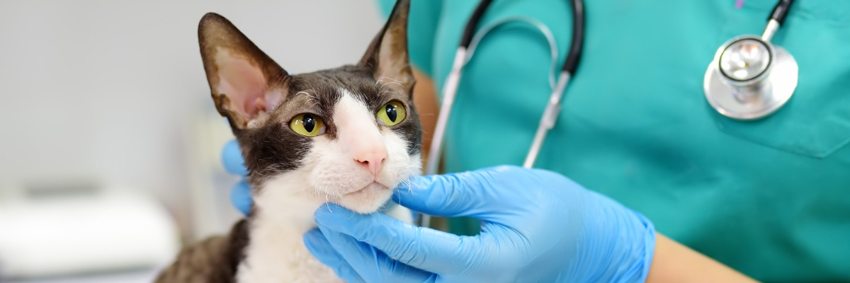 Gato en una consulta veterinaria